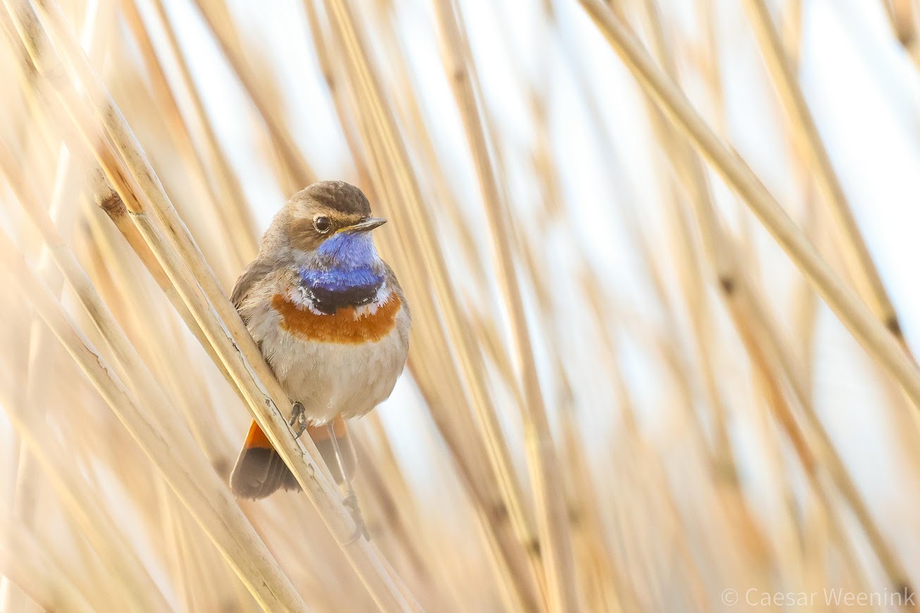 Blauwborst © Caesar Weenink