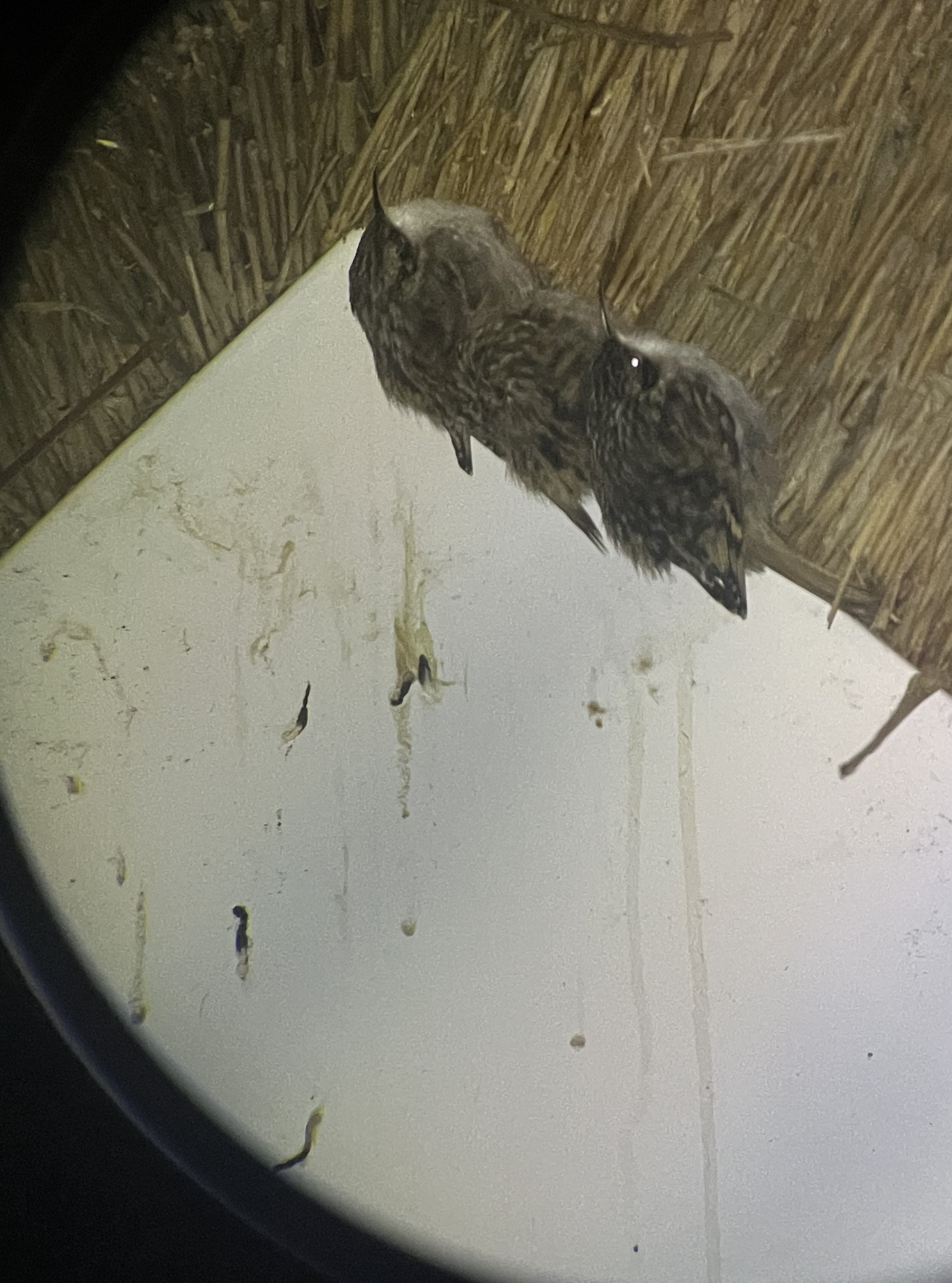 Foto 3 – dakwandpaneel onder rieten dak